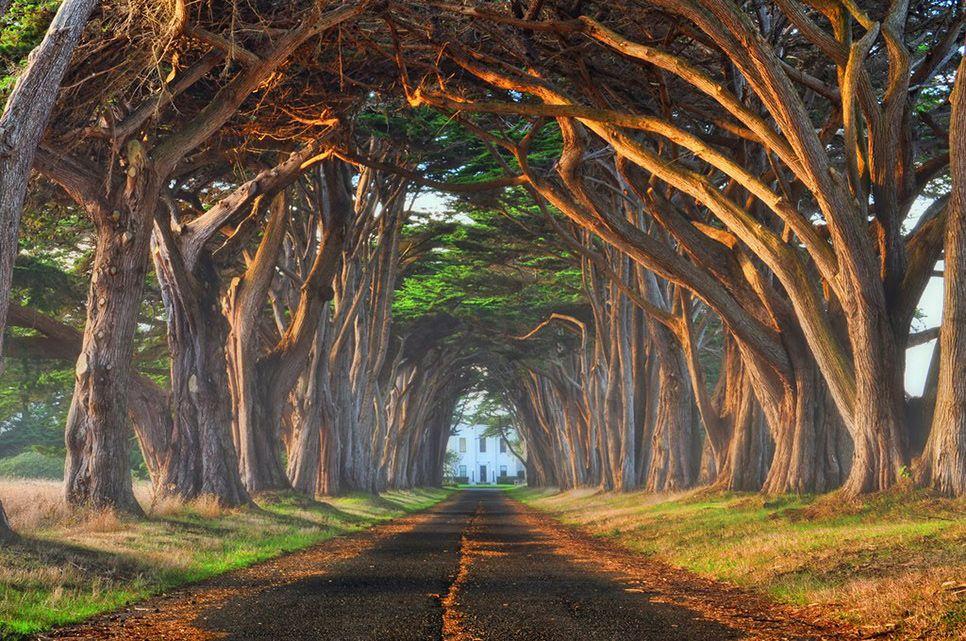 15 of the World’s Most Beautiful Tree Tunnels (And How to Get There