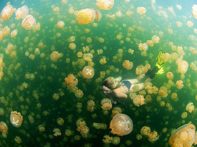 swimming-jellyfish-lake-palau_68582_990x742
