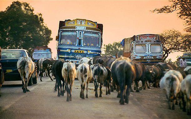 india-cow-on-road