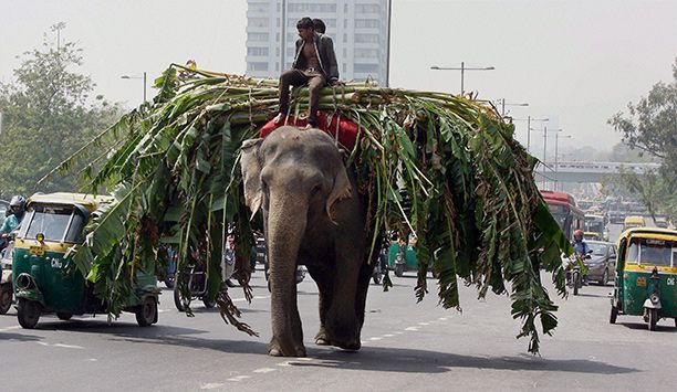 indian-elephant-on-road