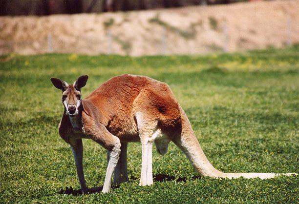 kangaroo