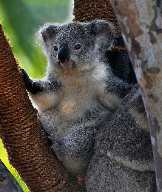 koala