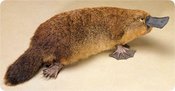 lifesciences-platypus