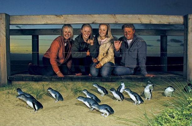 Little Blue Penguins at Phillip Island