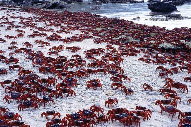 Red Crabs on Christmas Island