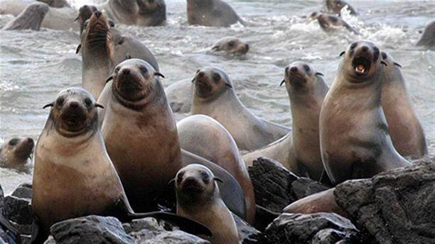 seals