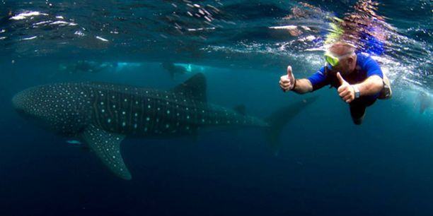 whale-shark at Ningaloo Reef