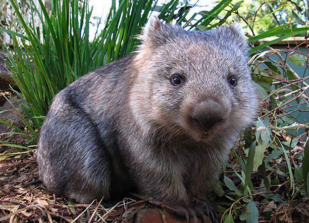 wombat