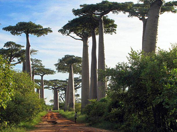 Avenue of the Baobabs, Madagascar