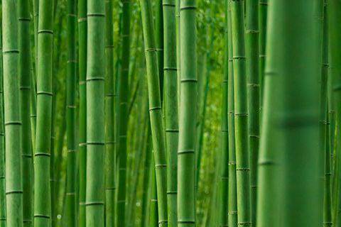 bamboo4