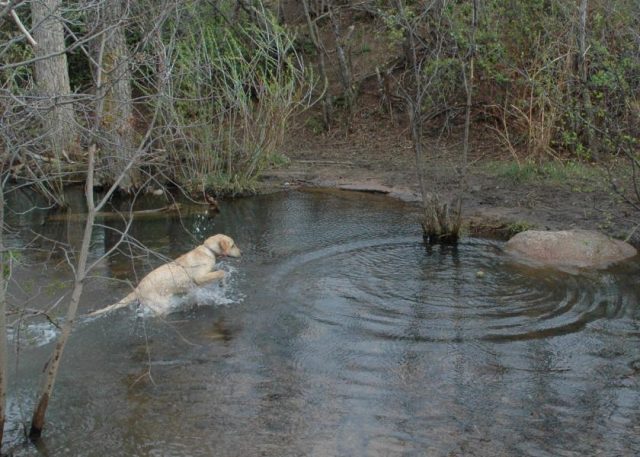Free Things to Do in Colorado Springs Bear Creek Dog Park Photos