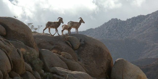 Anza-Borrego Southern California Desert Camping