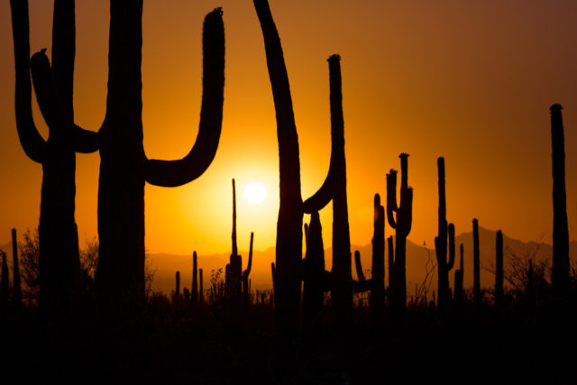 Saguaro National Park Arizona