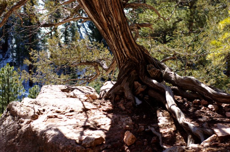 17 Best Hikes in Flagstaff to Reconnect You with Nature Flavorverse