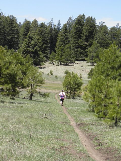 Flagstaff Hike Brookbank Trail