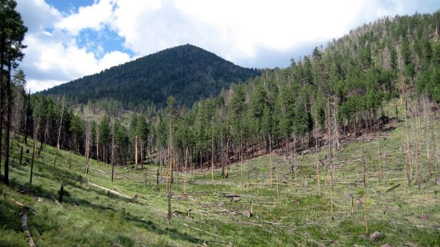 Flagstaff Hike Kendrick Mountain Trail