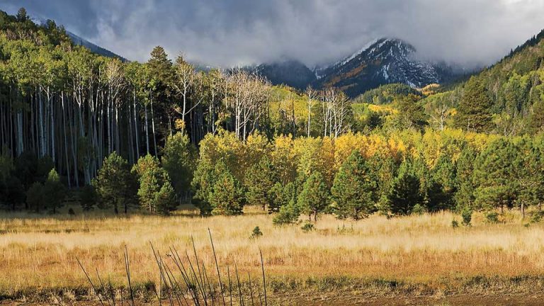 Flagstaff Hiking Trails Inner Basin - Flavorverse