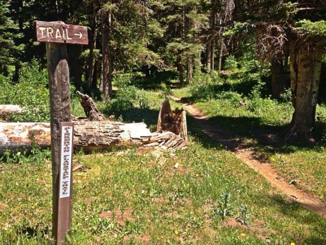 Flagstaff Hiking Trails Pinkerton