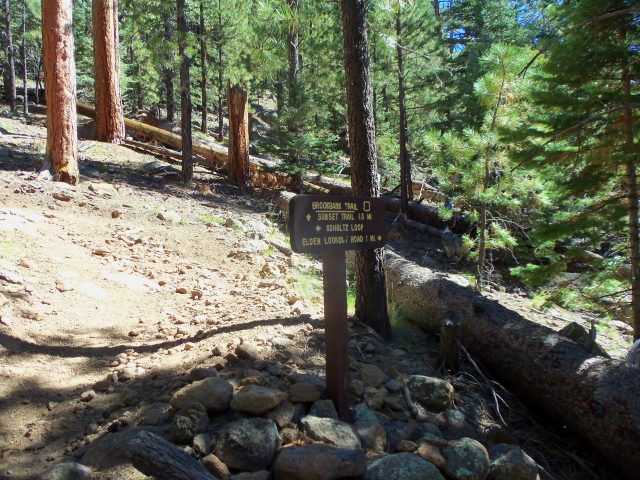 Hiking in Flagstaff AZ Brookbank Trail