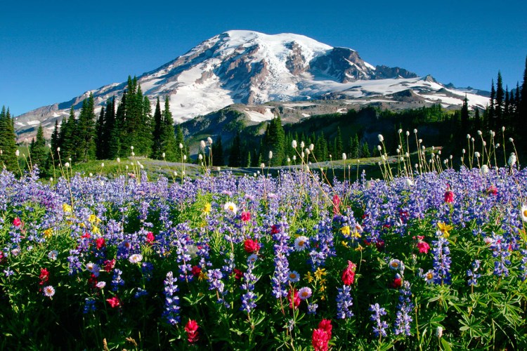 Day Trips from Seattle Mount Rainier