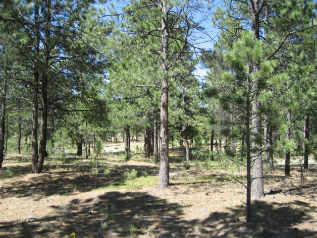 Black Forest Colorado Haunting