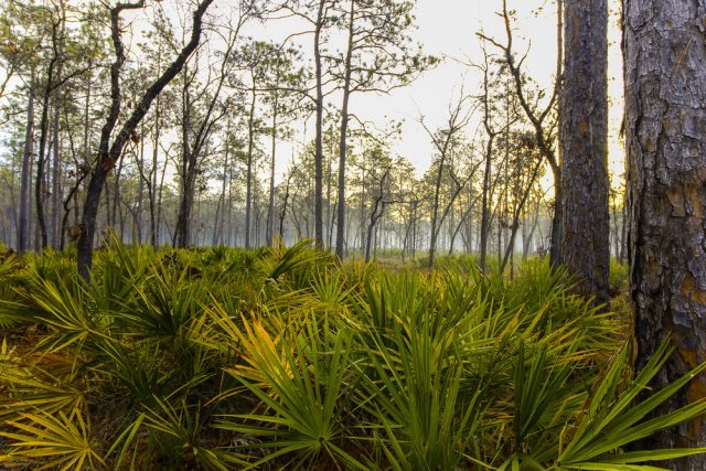 Apalachicola National Forest Free Camping Florida