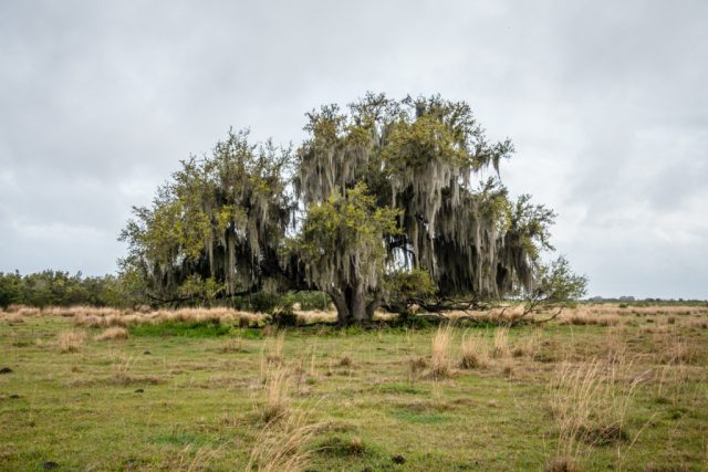 Hickory Hammock WMA Free Camping in Florida