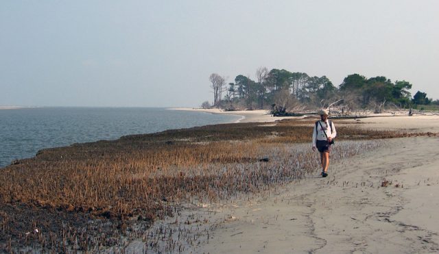 Cabretta Georgia Beach Sapelo Island GA