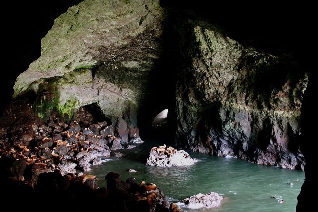 Best Sea Lion Cave in Western Oregon