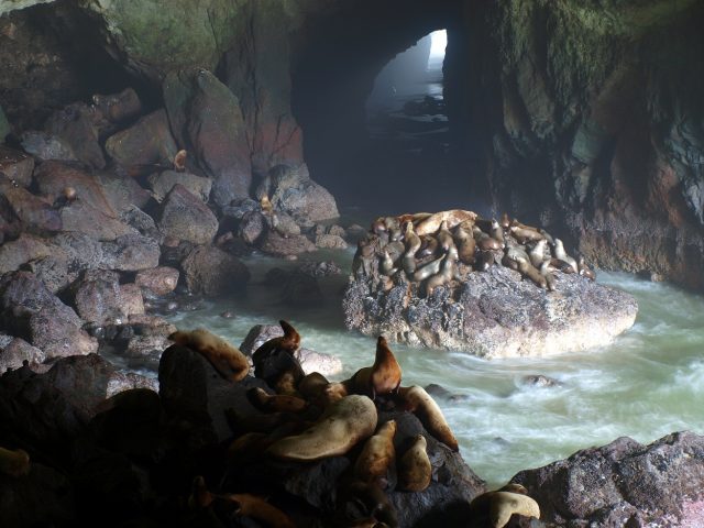 Sea Lion Caves to Explore in Oregon