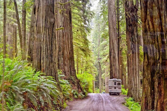 Jedediah Smith State Park Camp in Northern California