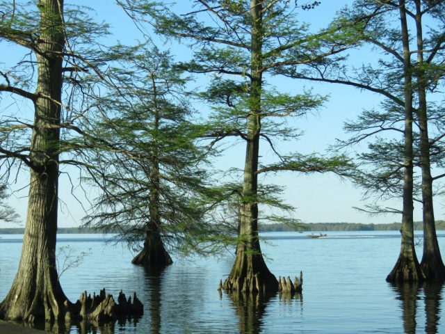 Reelfoot Lake in North Tennessee