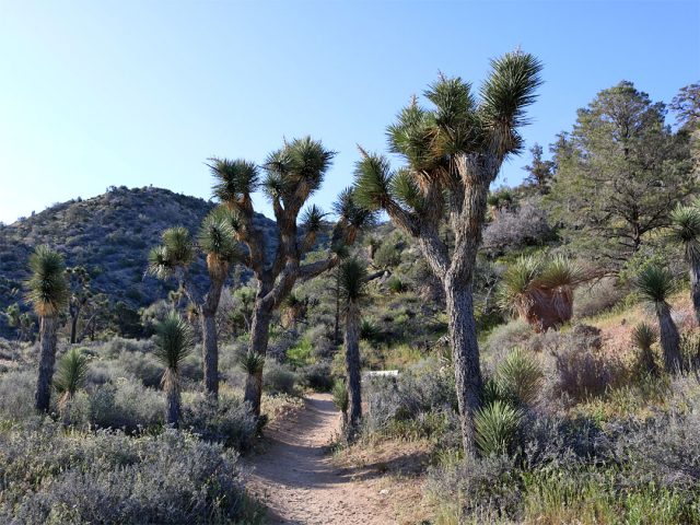 Joshua Tree Short-Loop and Canyon View Trail in Southern California