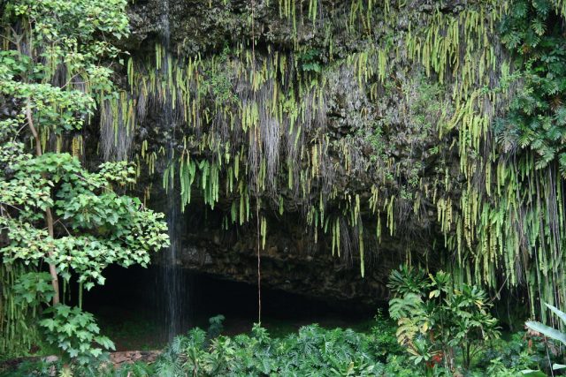 Fern Grotto in Hawaii